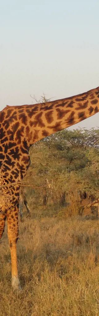 Nairobi nach Sansibar - Reise der Gegensätze